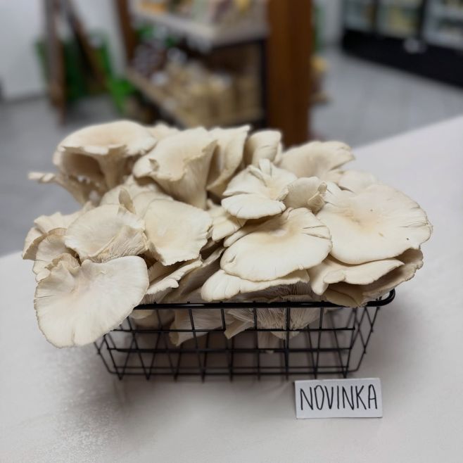 🍄‍🟫Do ponuky sme zaradili čerstvú hlivu ustricovú od lokálneho pestovateľa. Okrem výbornej chuti prináša aj mnoho...